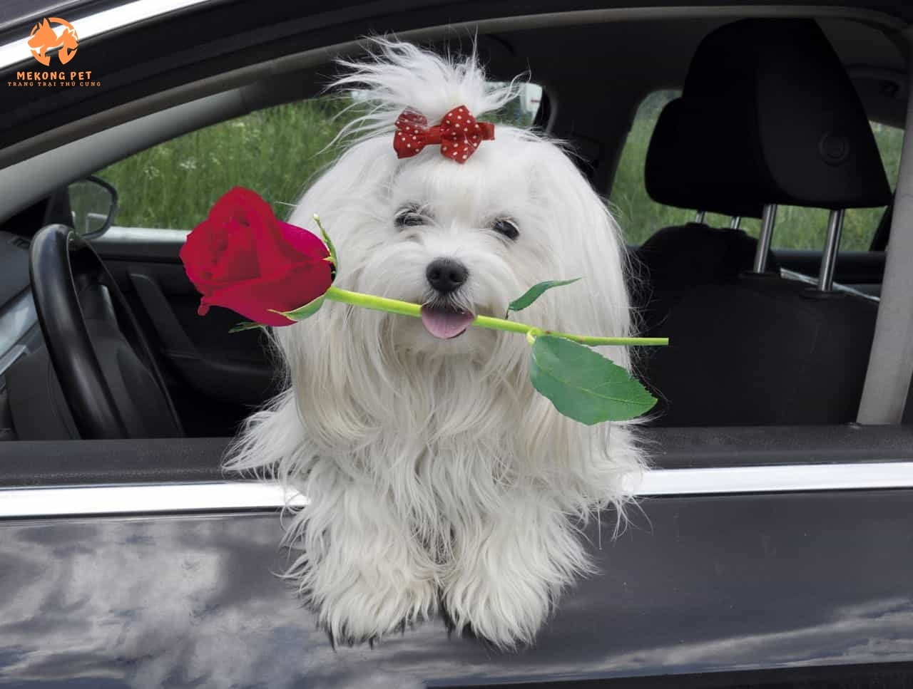 Huấn luyện Chó Maltese có dể hay không?